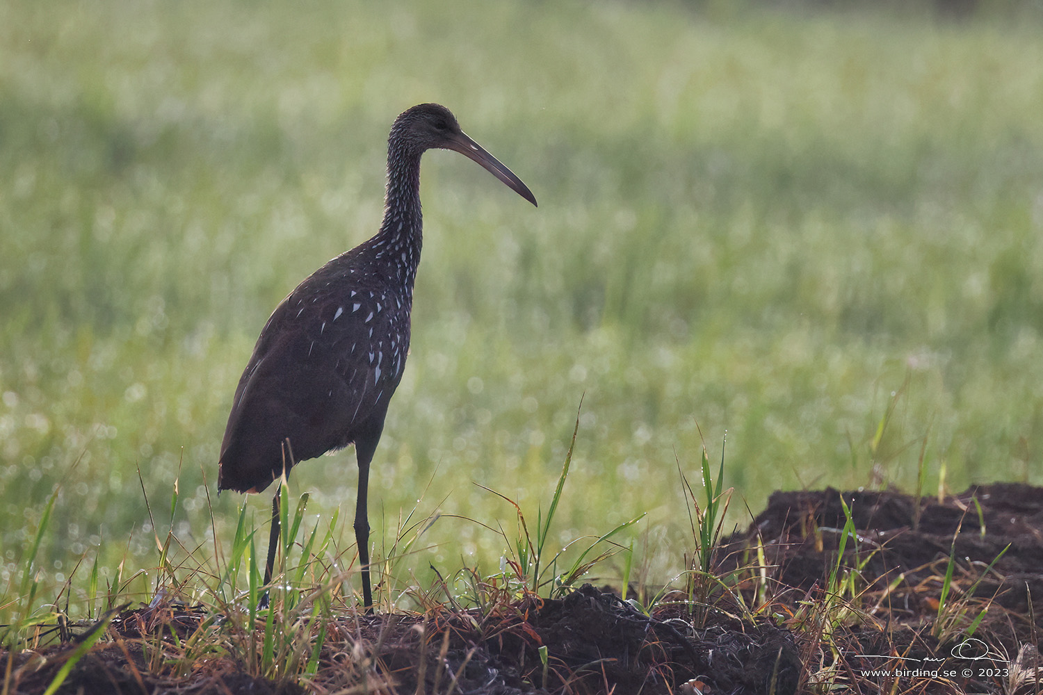 HLIMPKIN (Aramus guarauna) - Stng / Close